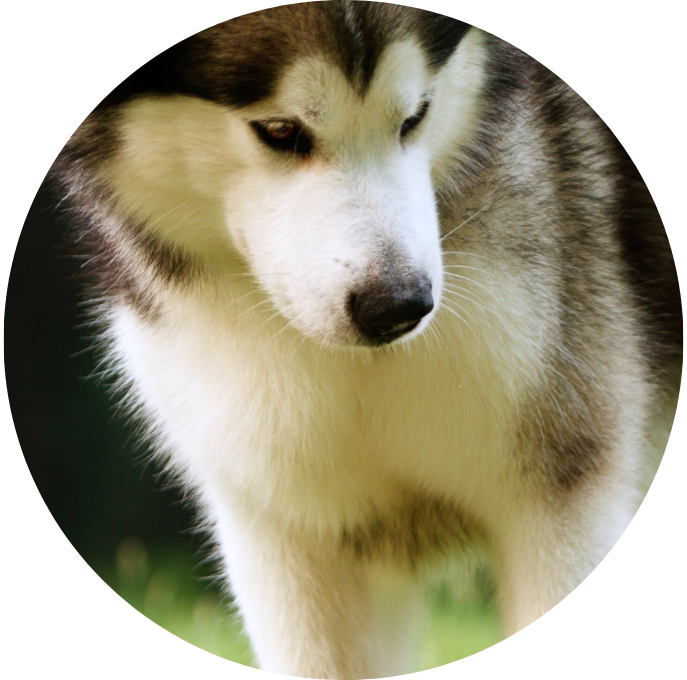 Alaskan Malamute