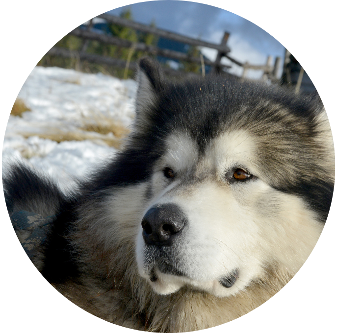 Alaskan Malamute