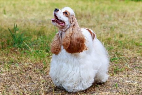 Amerikansk Cocker Spaniel