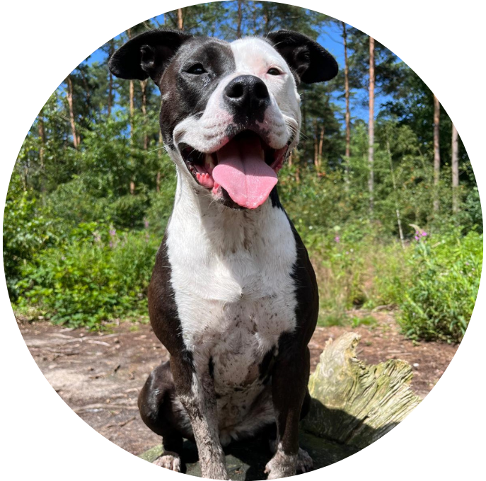 American Staffodrshire Terrier