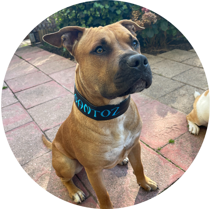 American Staffordshire Terrier