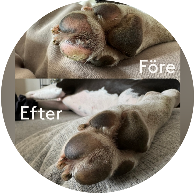 American Staffordshire Terrier