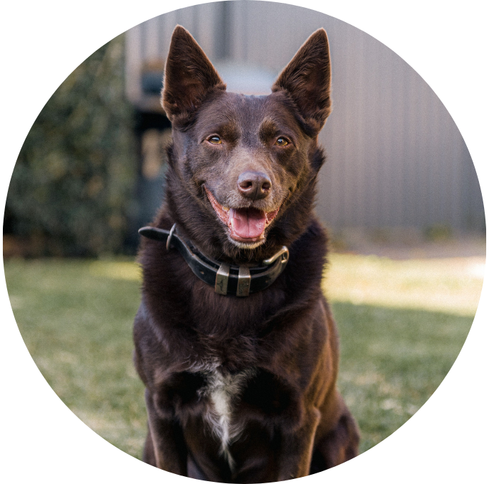 Australian Kelpie