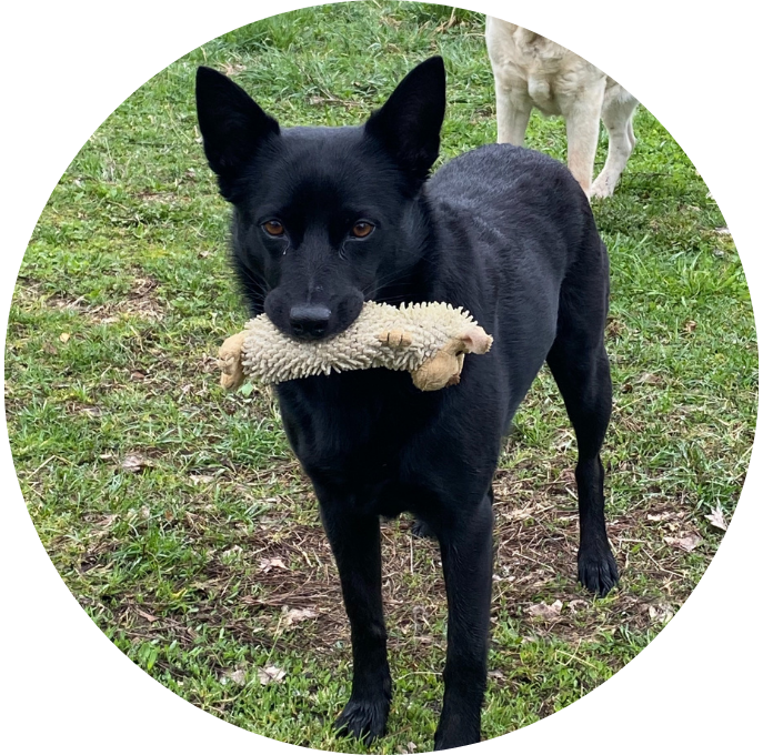 Australian Kelpie