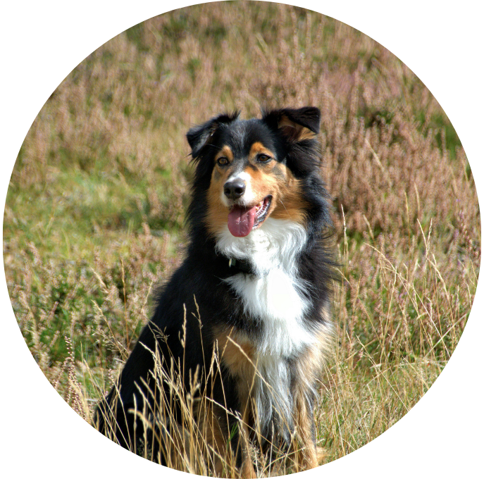 Australian Shepherd