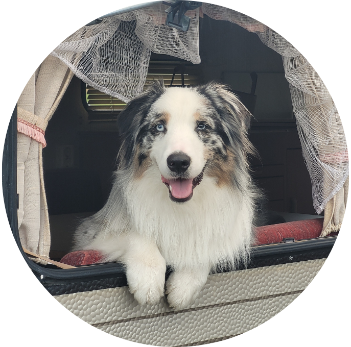 Australian Shepherd
