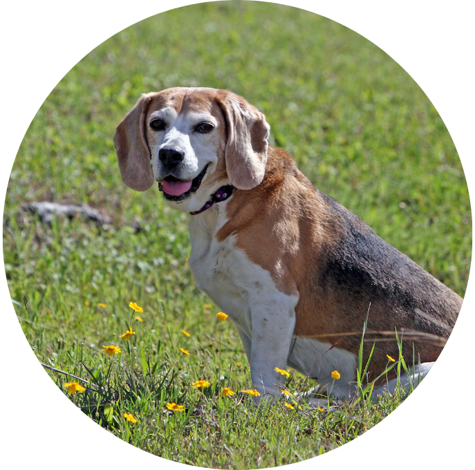 Beagle