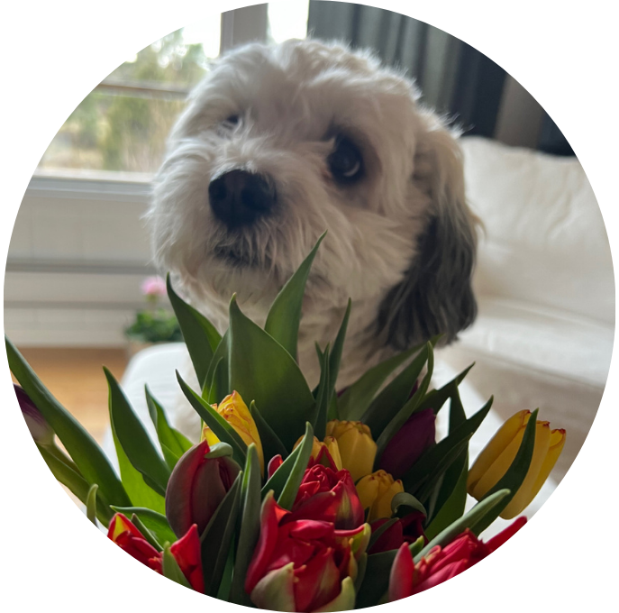 Bichon Havanais