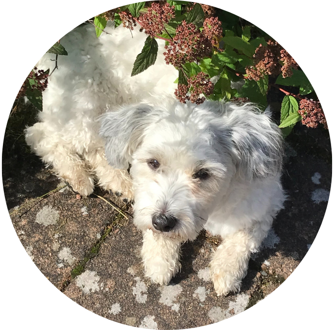 Bichon Havanais