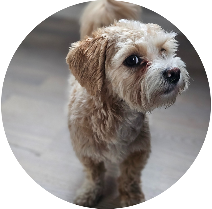 Bichon Havanais