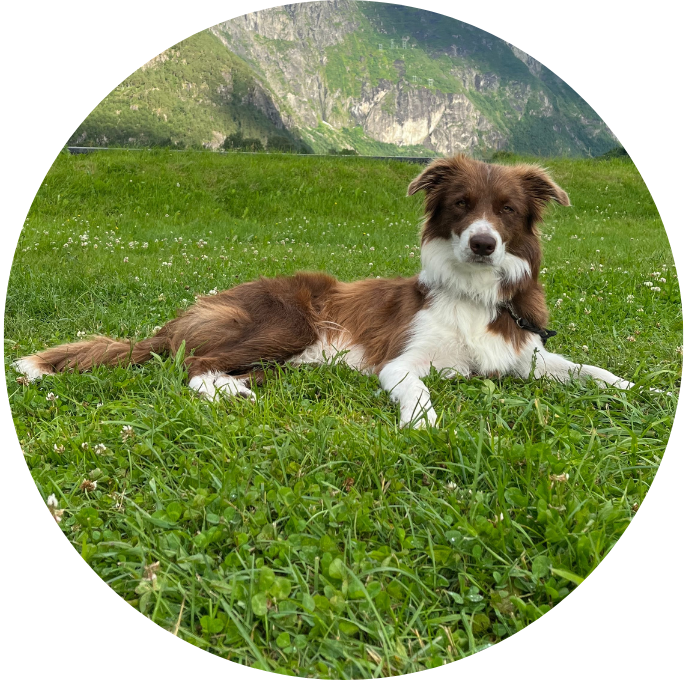 Border Collie
