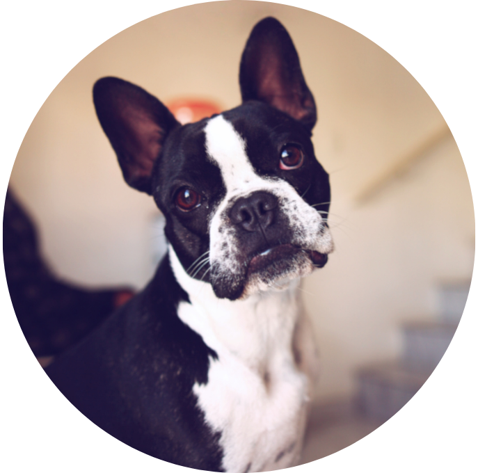 Bostonterrier