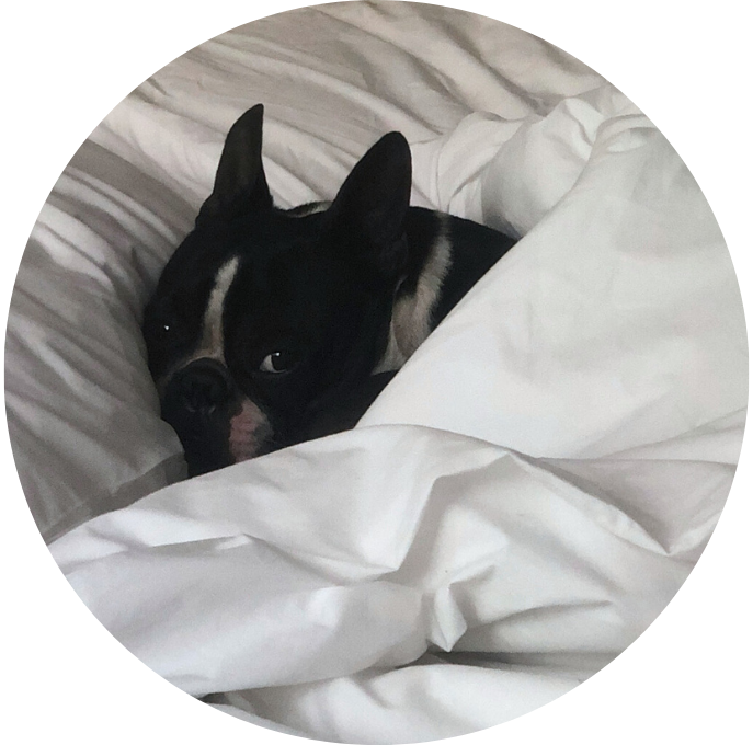 Bostonterrier