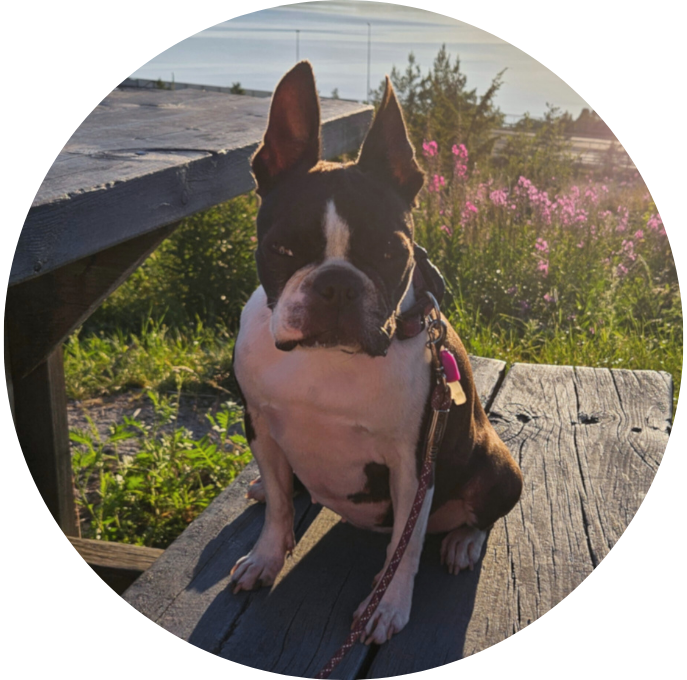 Bostonterrier