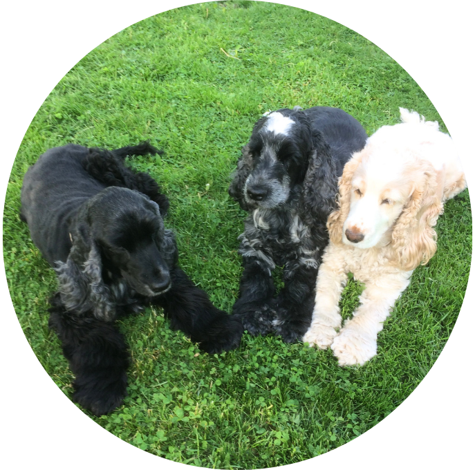 Cocker Spaniel