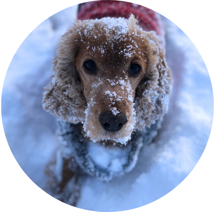 Cocker Spaniel