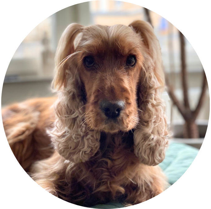 Cocker Spaniel