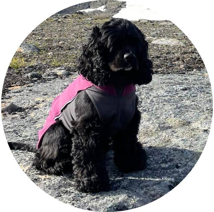 Cocker Spaniel
