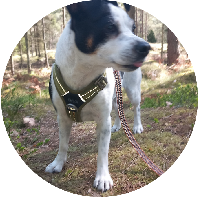 Dansk-svensk gårdshund