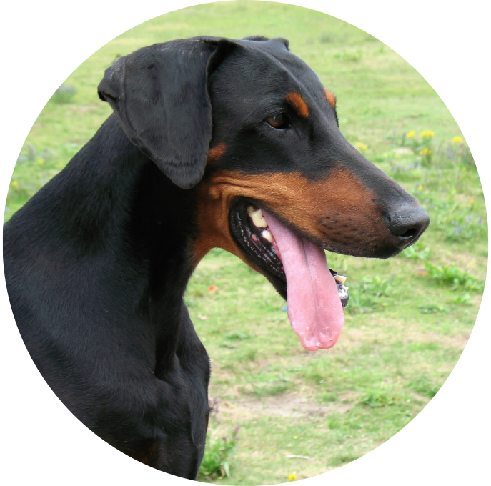 Dobermann