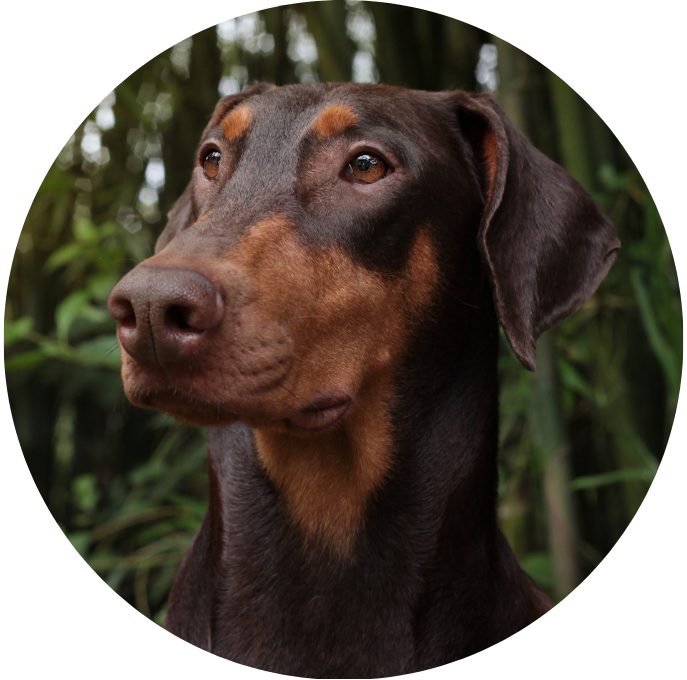 Dobermann