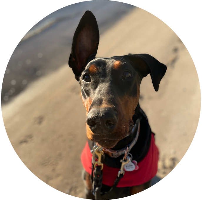 Dobermann