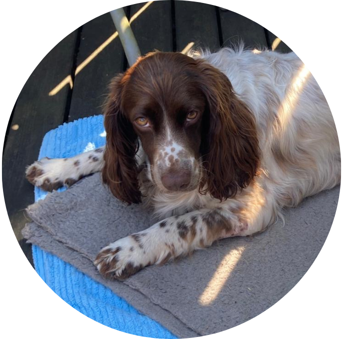 Engelsk Springer Spaniel