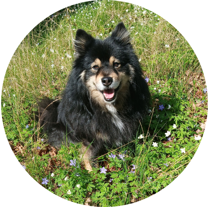 Finsk Lapphund