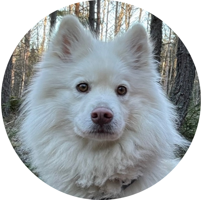 Finsk lapphund