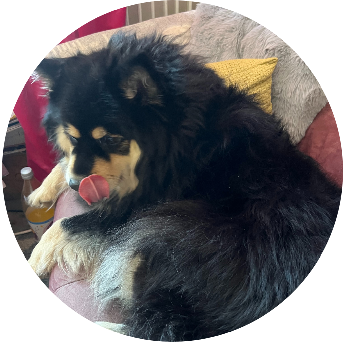 Finsk lapphund