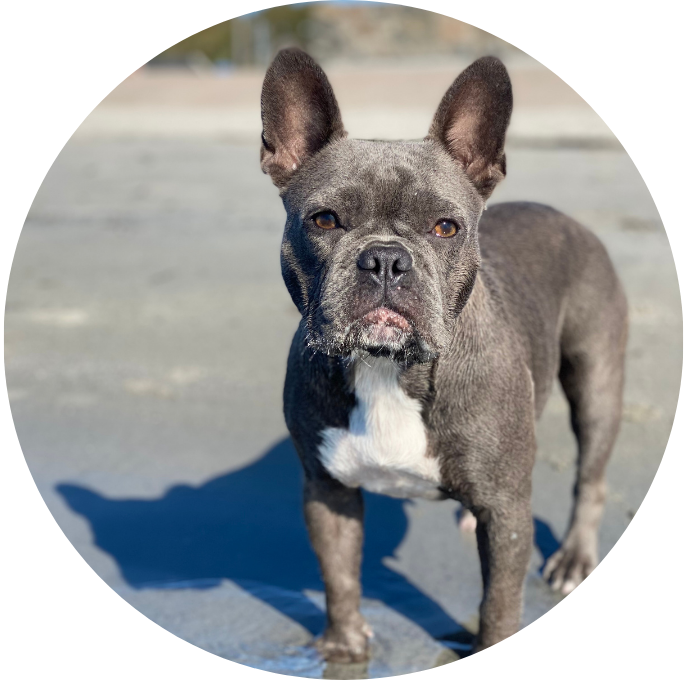 Fransk Bulldogg