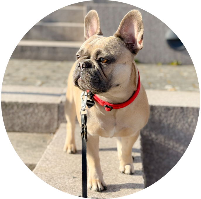 Fransk Bulldogg