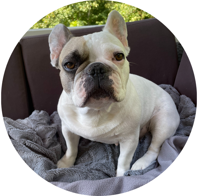 Fransk Bulldogg