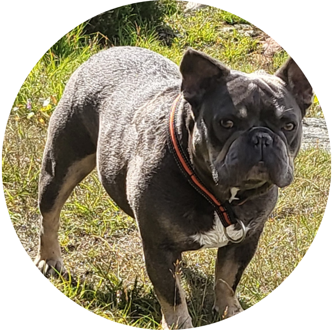 Fransk Bulldogg