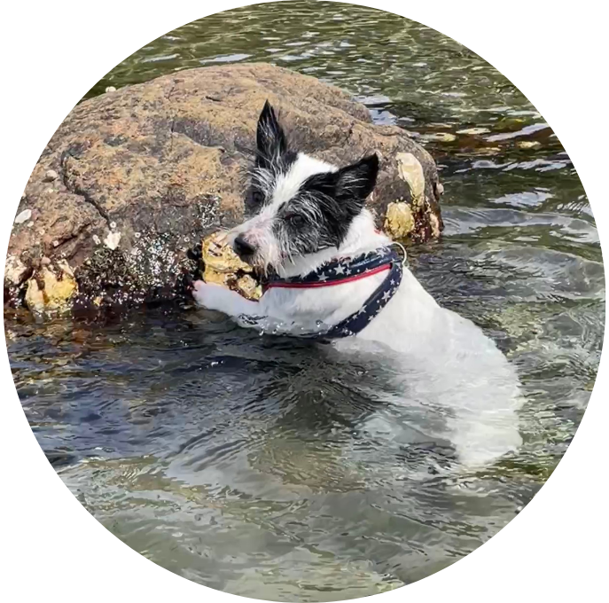 Jack Russell Terrier