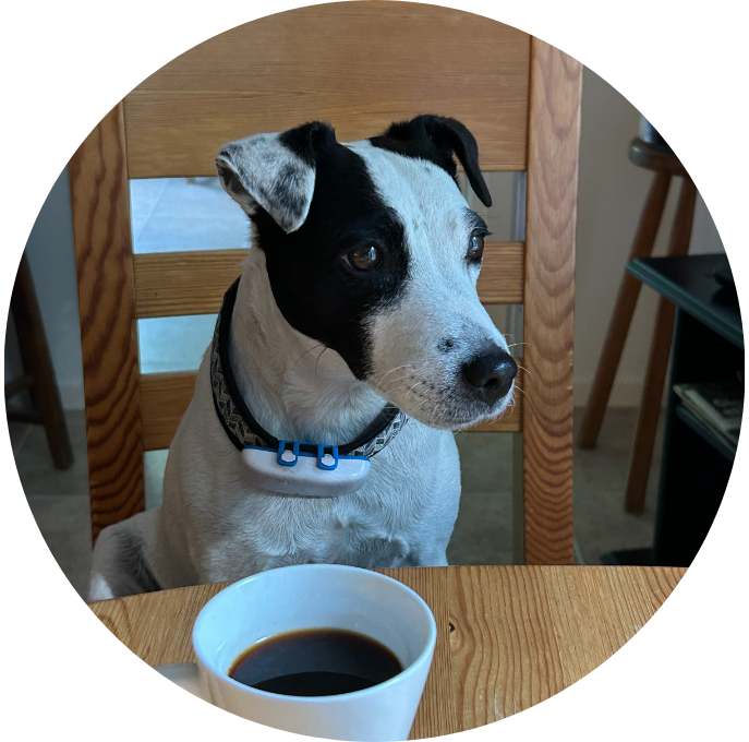 Jack Russell Terrier