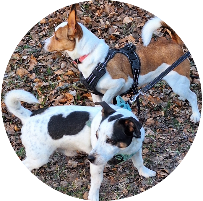 Jack Russell Terrier