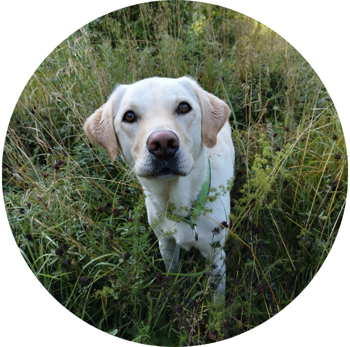 Labrador Retriever