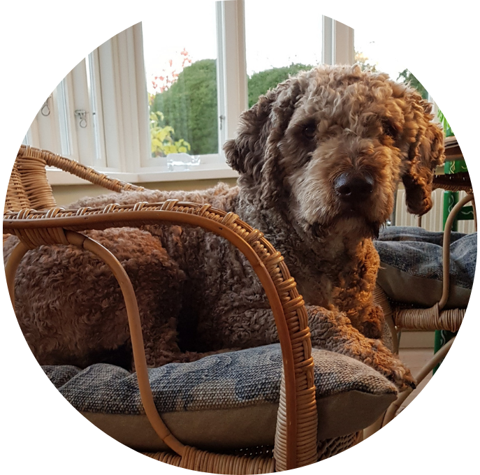 Perro de agua español