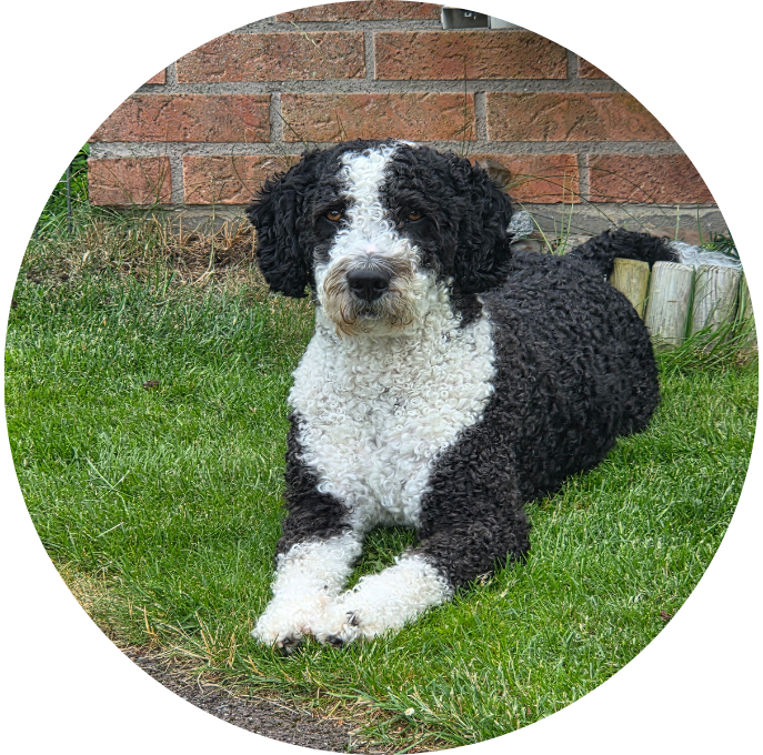 Perro de agua español