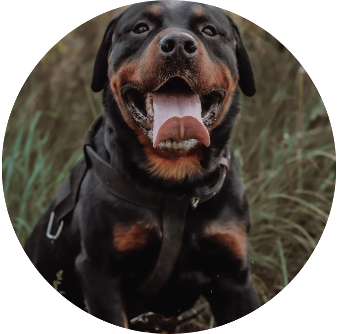 Rottweiler