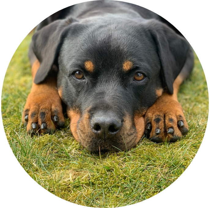 Rottweiler
