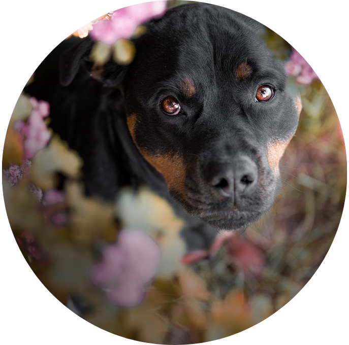 Rottweiler