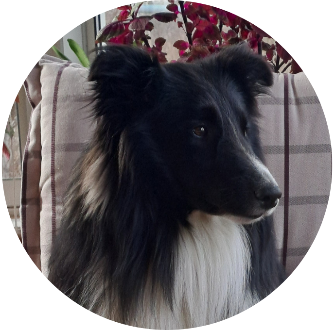 Shetland Sheepdog