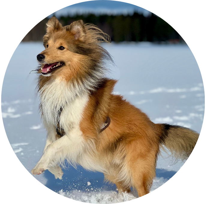 Shetland Sheepdog