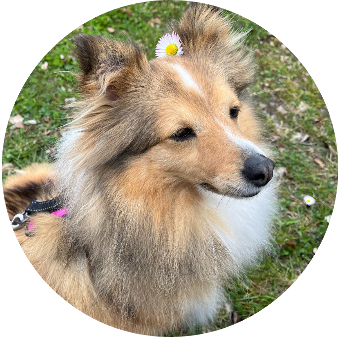 Shetland Sheepdog