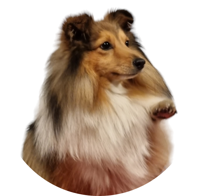 Shetland Sheepdog