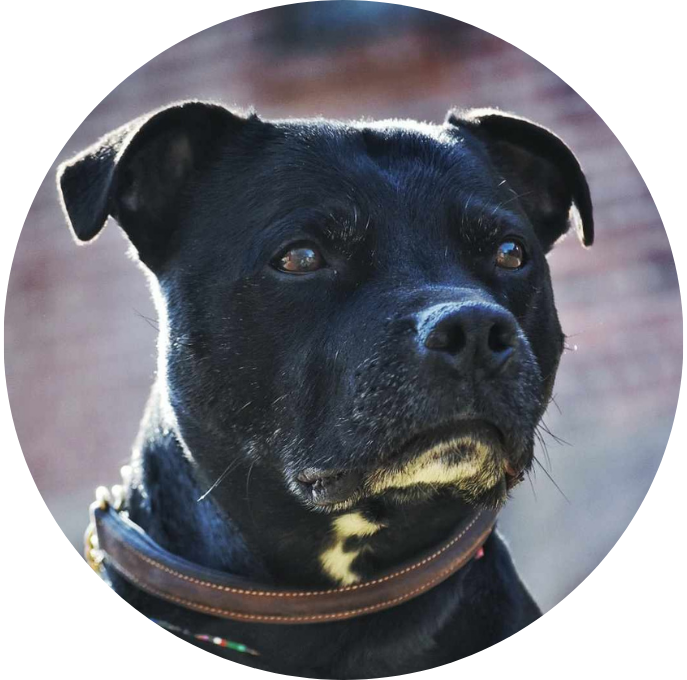Staffordshire Bullterrier