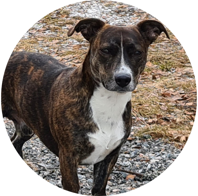 Staffordshire Bullterrier