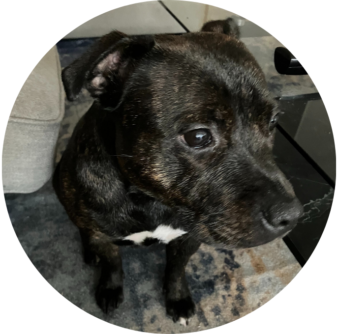 Staffordshire Bullterrier